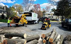 Best Tree Trimming and Pruning  in Manchester, MI