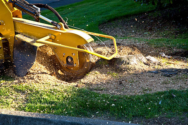 Best Sod Installation  in Manchester, MI