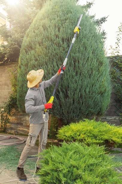 Best Tree Maintenance Programs  in Manchester, MI