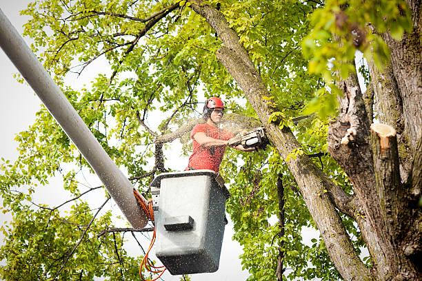 Why Choose Our Tree Removal Services in Manchester, MI?