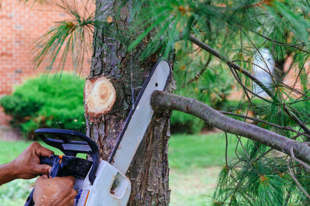 Trusted Manchester, MI Tree Services Experts